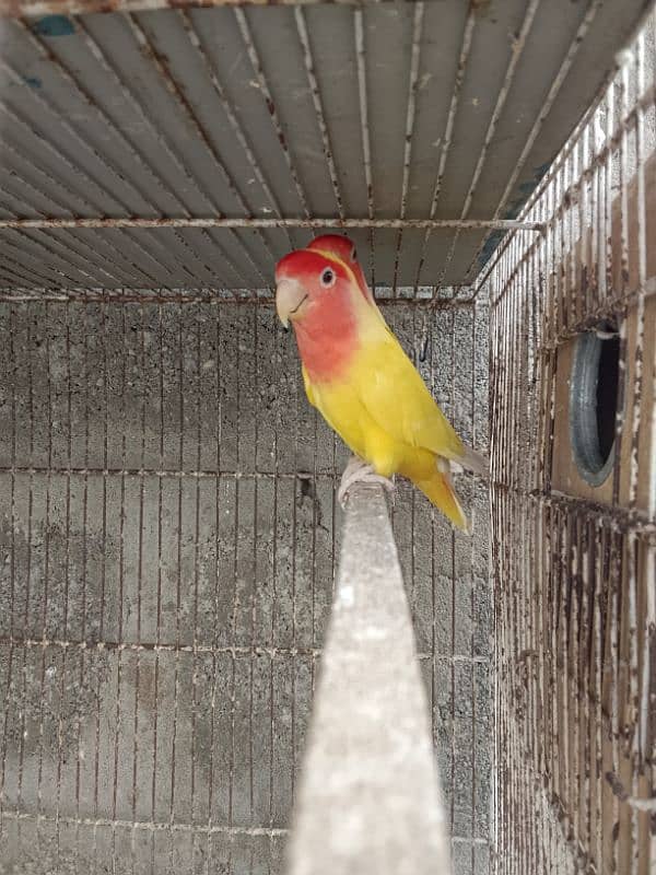 LUTINO BREEDER PAIR WITH CHICKS/ALBINO/DECINO/LOVE BIRD/BREEDER PAIR/ 1