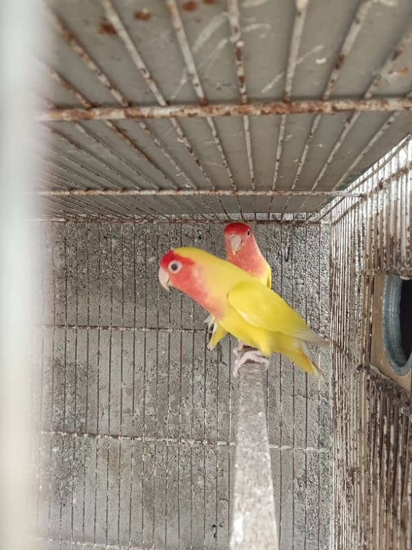 LUTINO BREEDER PAIR WITH CHICKS/ALBINO/DECINO/LOVE BIRD/BREEDER PAIR/ 2