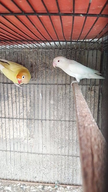 LUTINO BREEDER PAIR WITH CHICKS/ALBINO/DECINO/LOVE BIRD/BREEDER PAIR/ 4