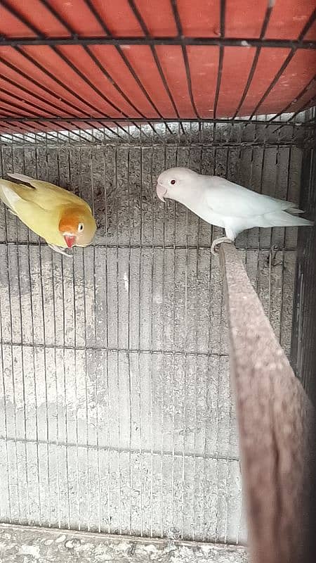 LUTINO BREEDER PAIR WITH CHICKS/ALBINO/DECINO/LOVE BIRD/BREEDER PAIR/ 5