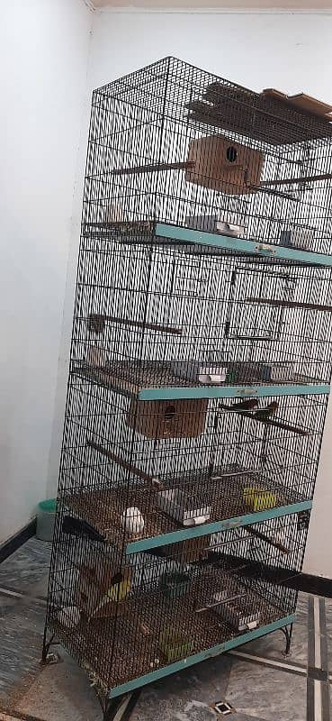 parrot  kage available in good price 1