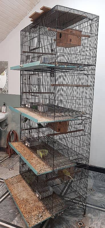 parrot  kage available in good price 2