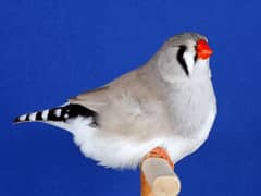 exhibition zebra finch breeder pair available 7500