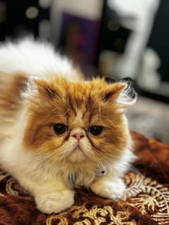 persian piki  face Cat