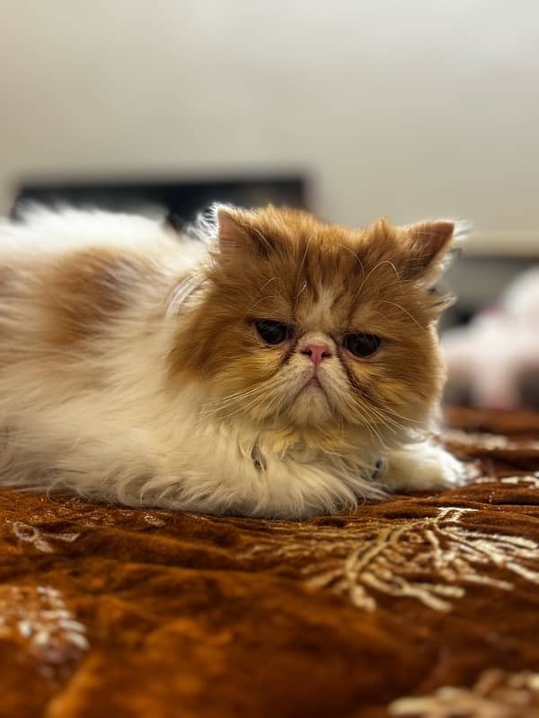 persian piki  face Cat 6