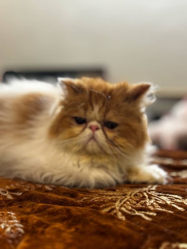 persian piki  face Cat 7