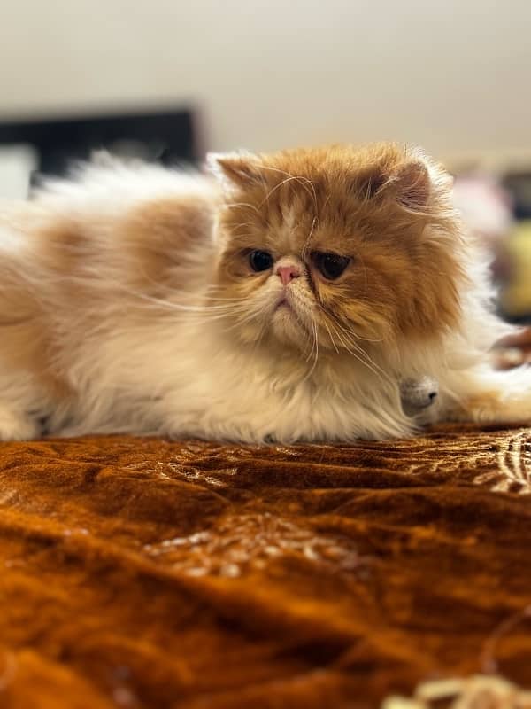 persian piki  face Cat 10