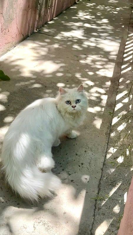 Persian cat for sale 0