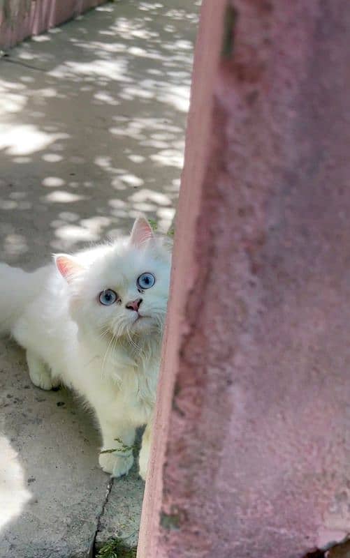 Persian cat for sale 1