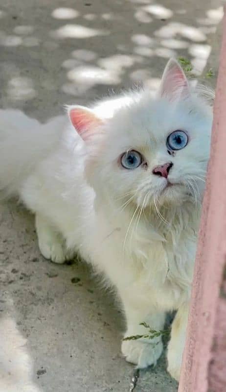 Persian cat for sale 2