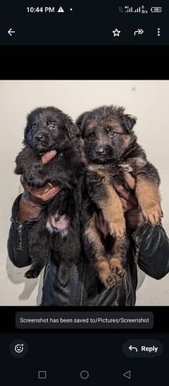 German shepherd puppies