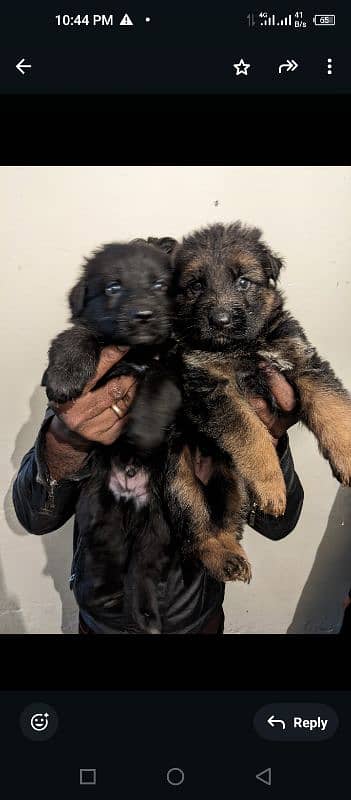 German shepherd puppies 1