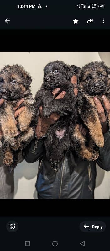 German shepherd puppies 3