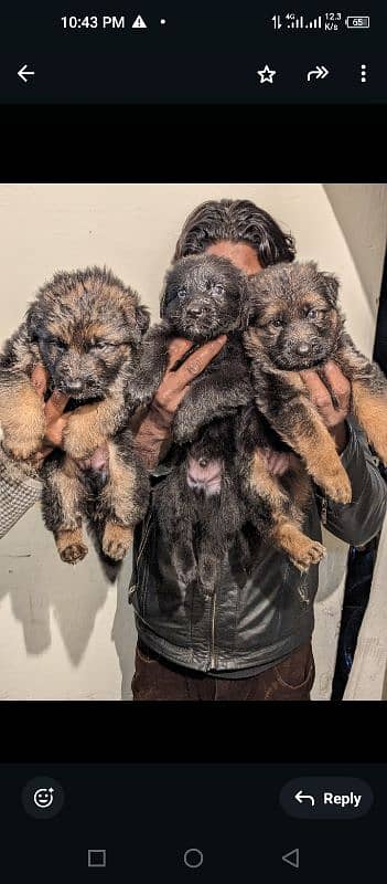 German shepherd puppies 4