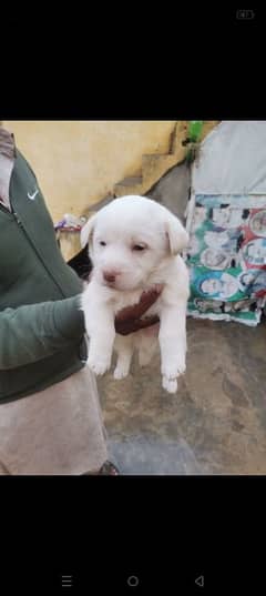 Russian Puppy Red nose for sale