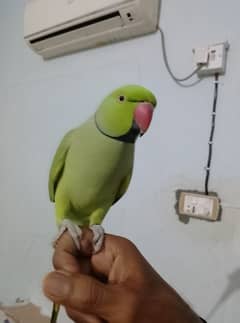 GREEN RINGNECK