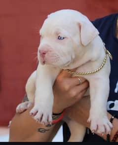 American pitbull male puppy available