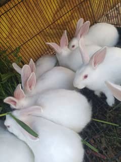 Newzeland white rabits