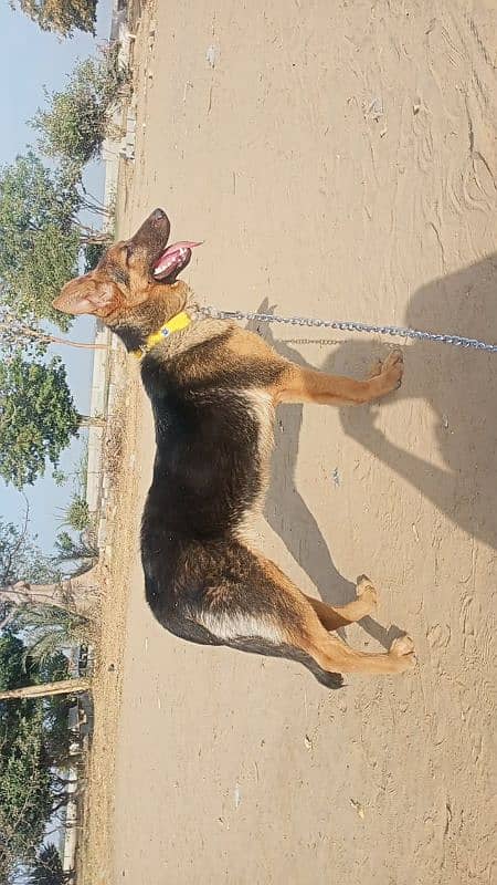 Pure German Shepherd Dog for contact plz call or Whatsapp 03343359252 0