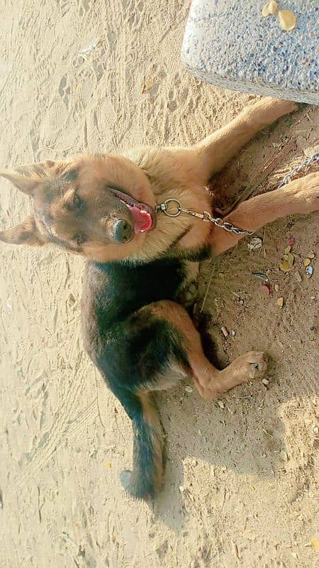 Pure German Shepherd Dog for contact plz call or Whatsapp 03343359252 1