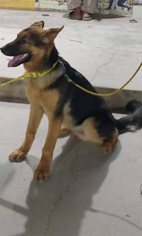 Pure German Shepherd Dog for contact plz call or Whatsapp 03343359252 2