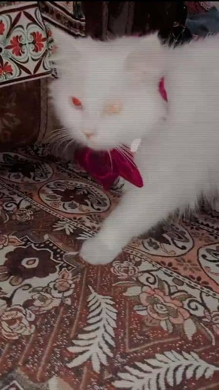 Persian punch face triple coat colour eyes long tail pure white all ok 1