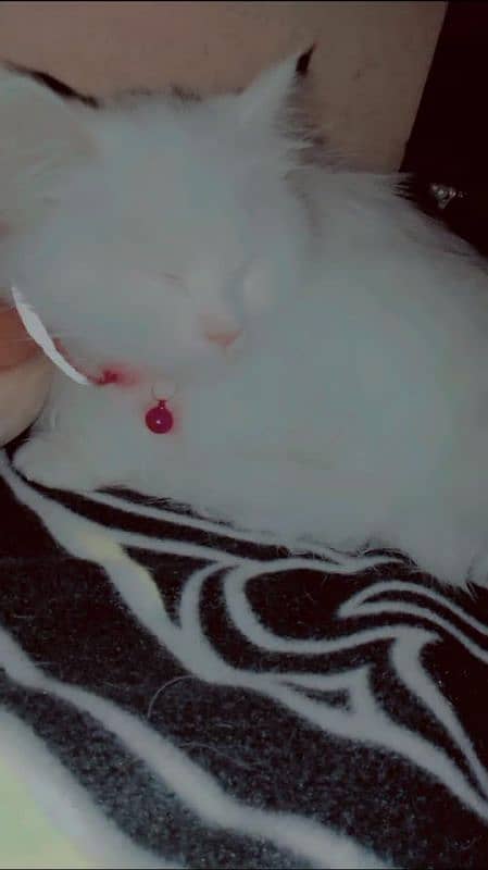 Persian punch face triple coat colour eyes long tail pure white all ok 3