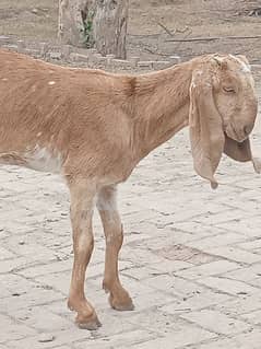 pure Desi bakri heavy Barry kadd ki