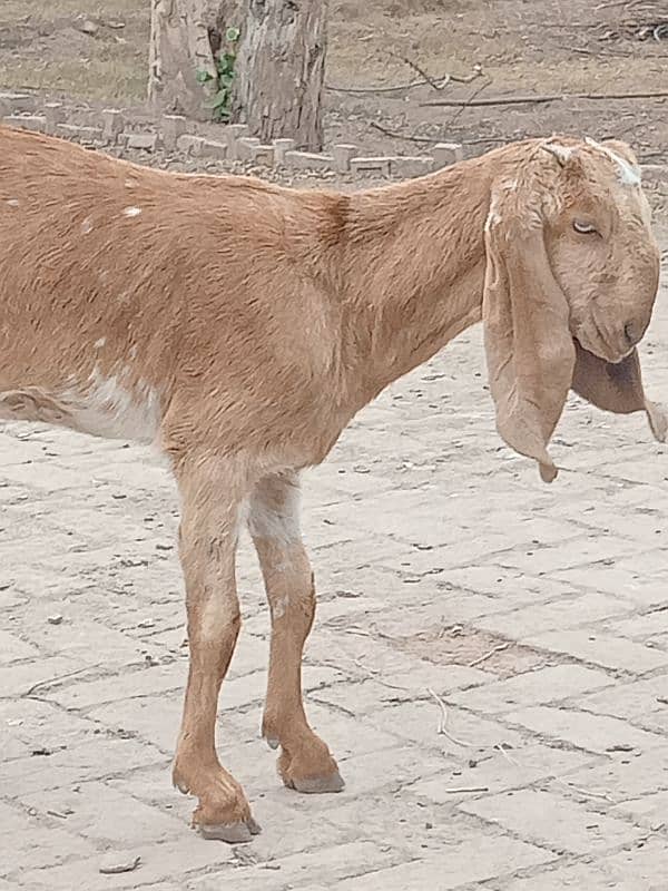 pure Desi bakri heavy Barry kadd ki 0