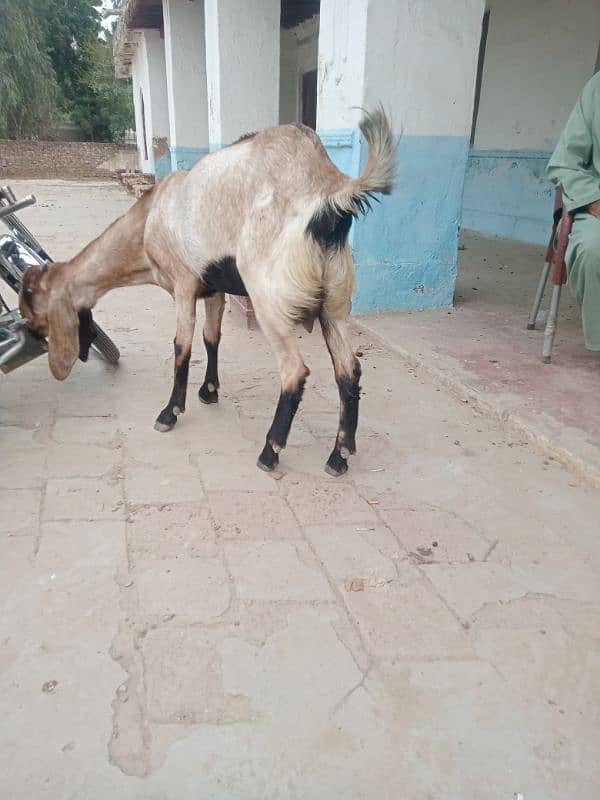 pure Desi bakri heavy Barry kadd ki 17