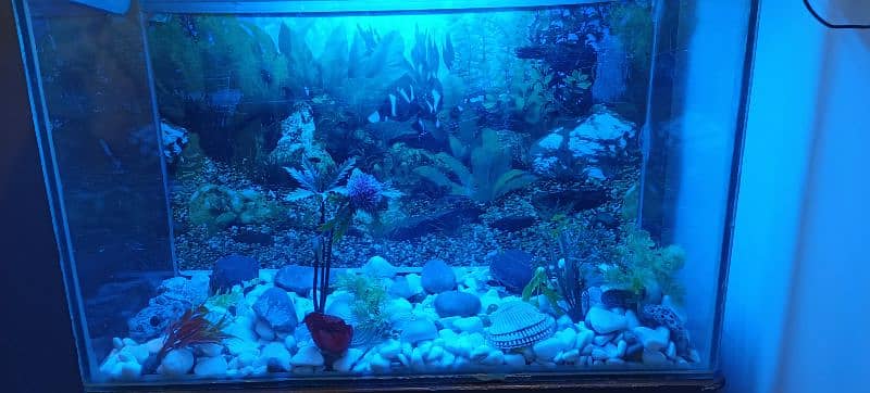 aquarium without fish box 10