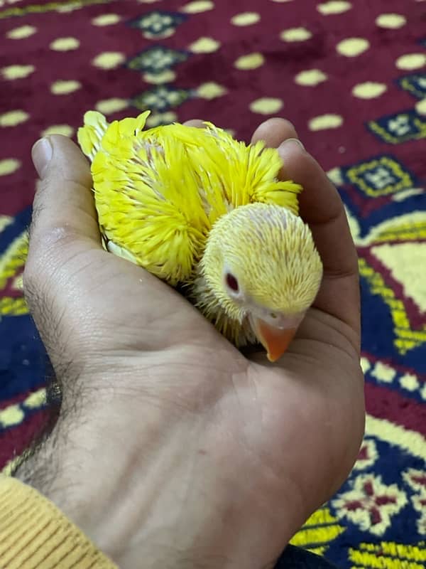 Yellow Ringneck Chicks 0