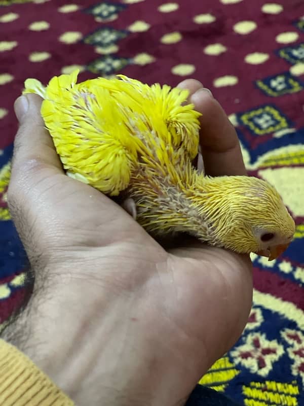 Yellow Ringneck Chicks 1