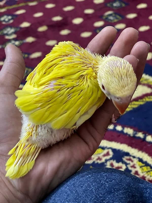 Yellow Ringneck Chicks 2