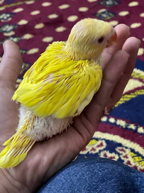 Yellow Ringneck Chicks 3