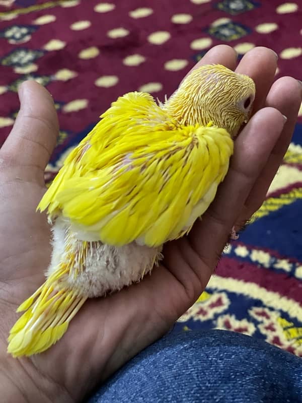 Yellow Ringneck Chicks 4