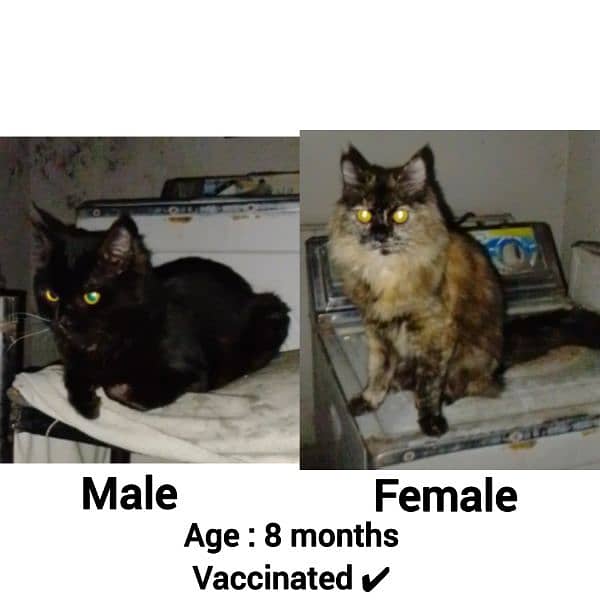 Cats(Age8months) 0