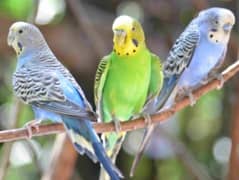 budgie parrot one pair and one female