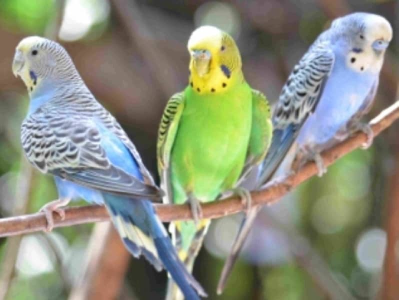 budgie parrot one pair and one female 0