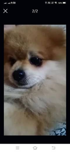 Pomeranian