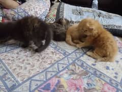 3 Persian cats for sale triplecoted