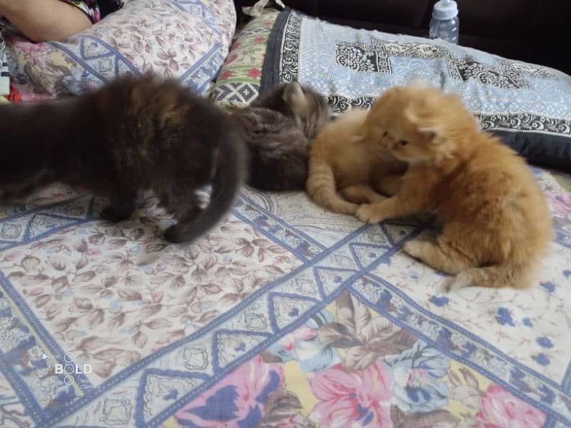 3 Persian cats for sale triplecoted 0