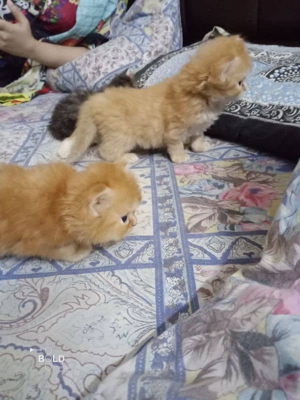 3 Persian cats for sale triplecoted 1