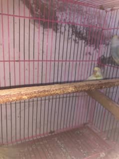 budgies parrot for sale