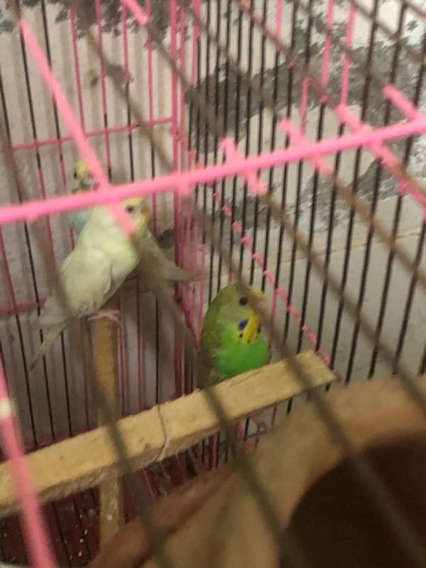 budgies parrot for sale 1