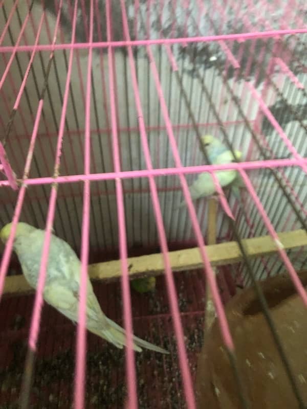 budgies parrot for sale 2