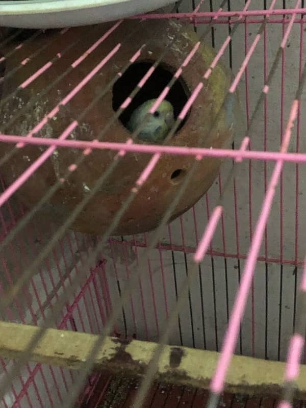 budgies parrot for sale 3