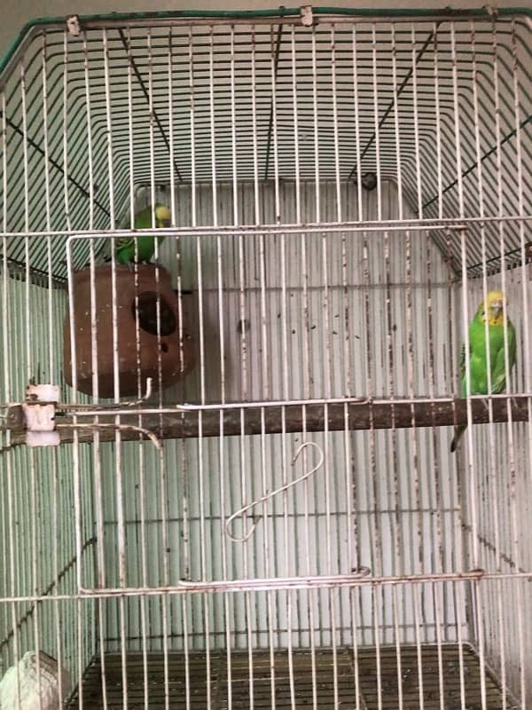 budgies parrot for sale 4