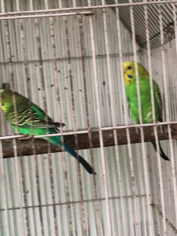 budgies parrot for sale 5