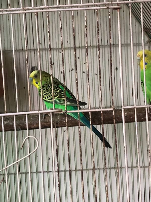 budgies parrot for sale 6